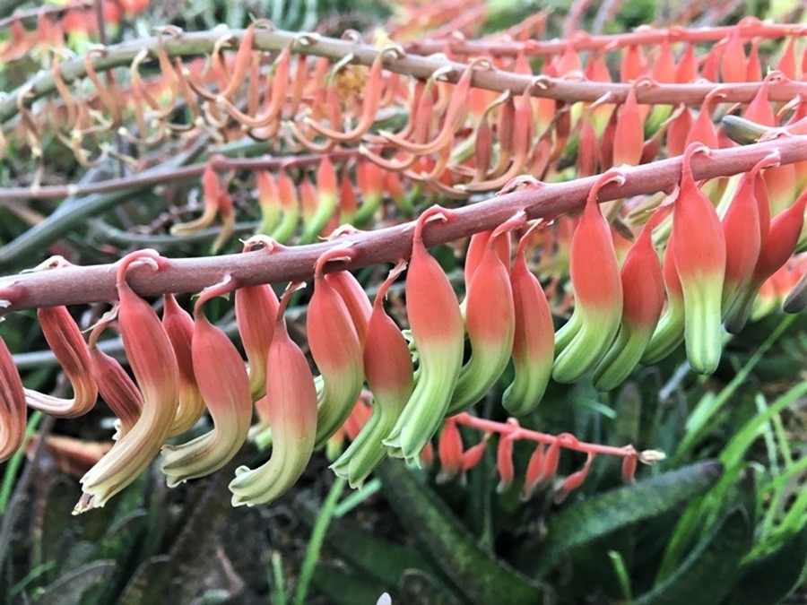 Gasteria flowers