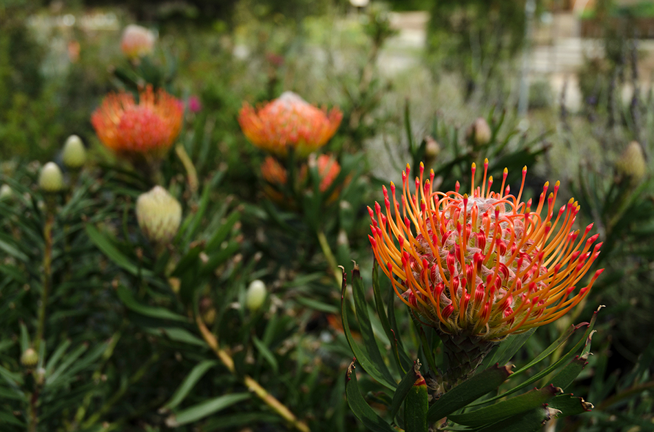 Leucospermum, ‘Rainbow Sunset’