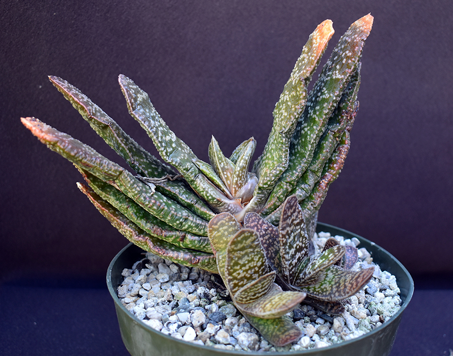 Gasteria disticha