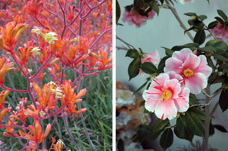 Kangaroo Paws (left) and Camelias (right)