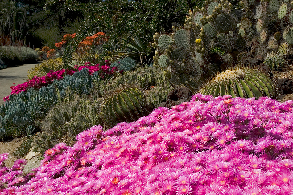 Succulent ice plants in bloom.