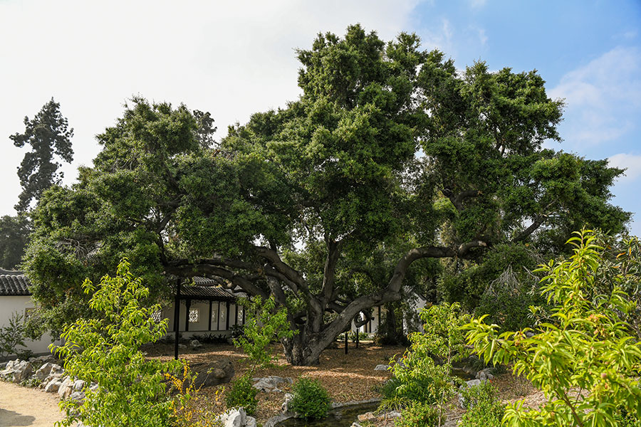 The Coast Live Oak in the Chinese Garden.