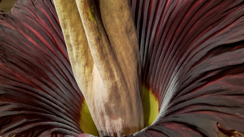 Close-up of the spathe of an Amorphophallus titanum.