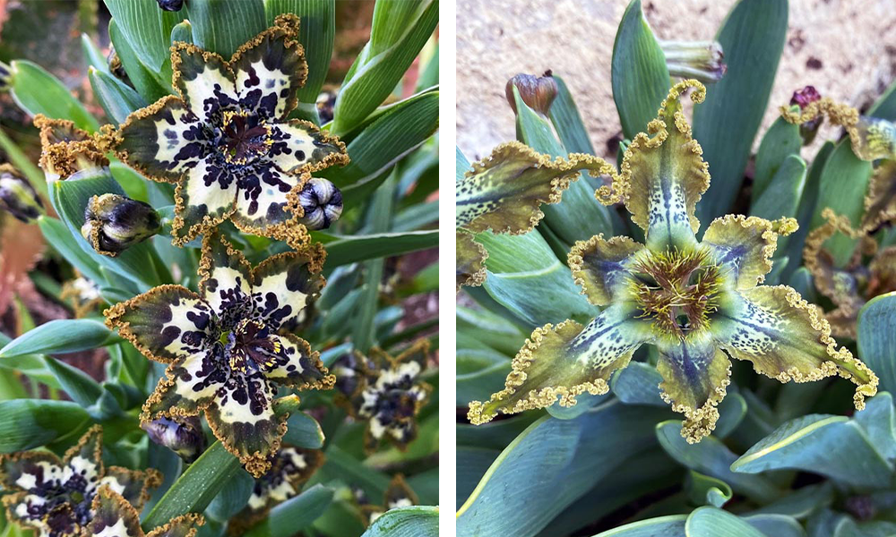 Ferraria crispa (left) and Ferraria divaricata (right)