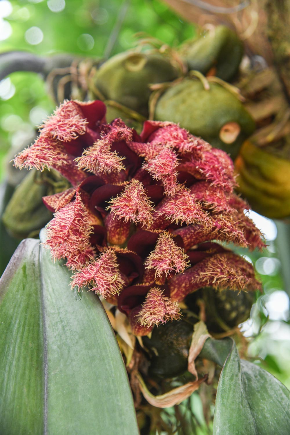 A large cluster of red orchid flowers with a fuzzy texture.