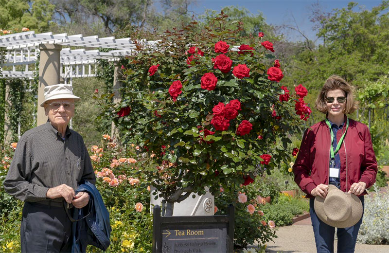 Two people stand on either side of a tall red rose plant.