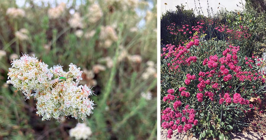 A bee on a blossom of small white flowers (left) and a shrub with red flowers.