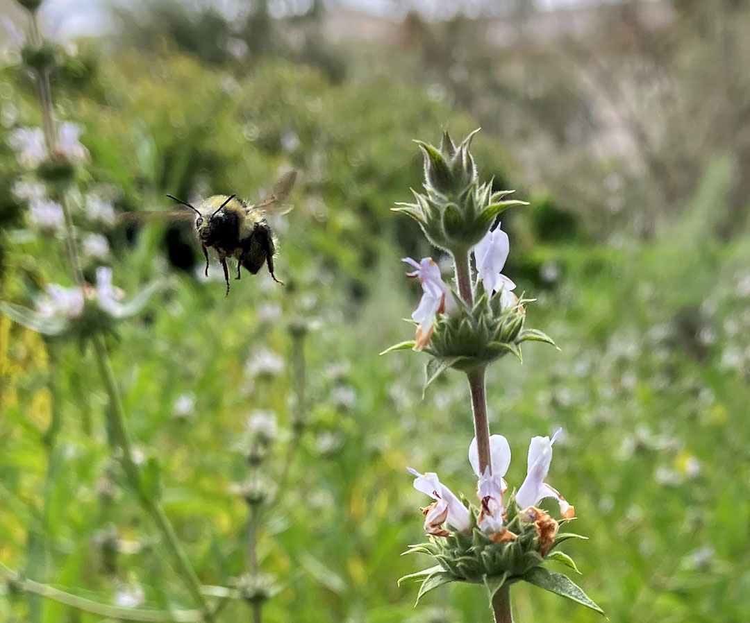 A large bumblebee flies toward a stem of salvia flowers.