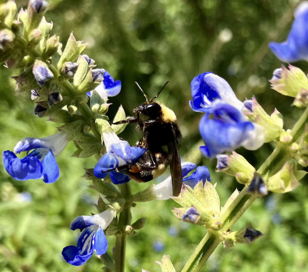 A large bumblebee on a blue salvia flower.