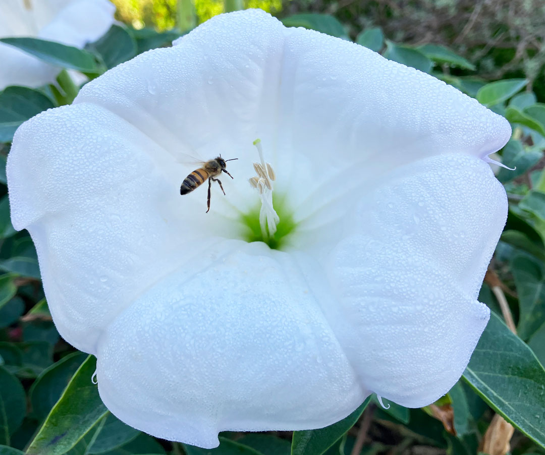 A small honeybee hovers near the stamen of a large white flower.