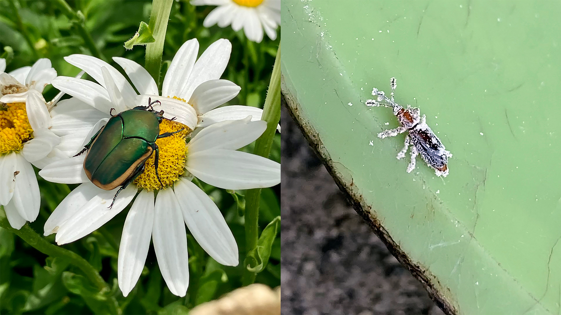 On the left is a large green beetle on a white and yellow daisy, and on the right is a small brown beetle covered in white dust.