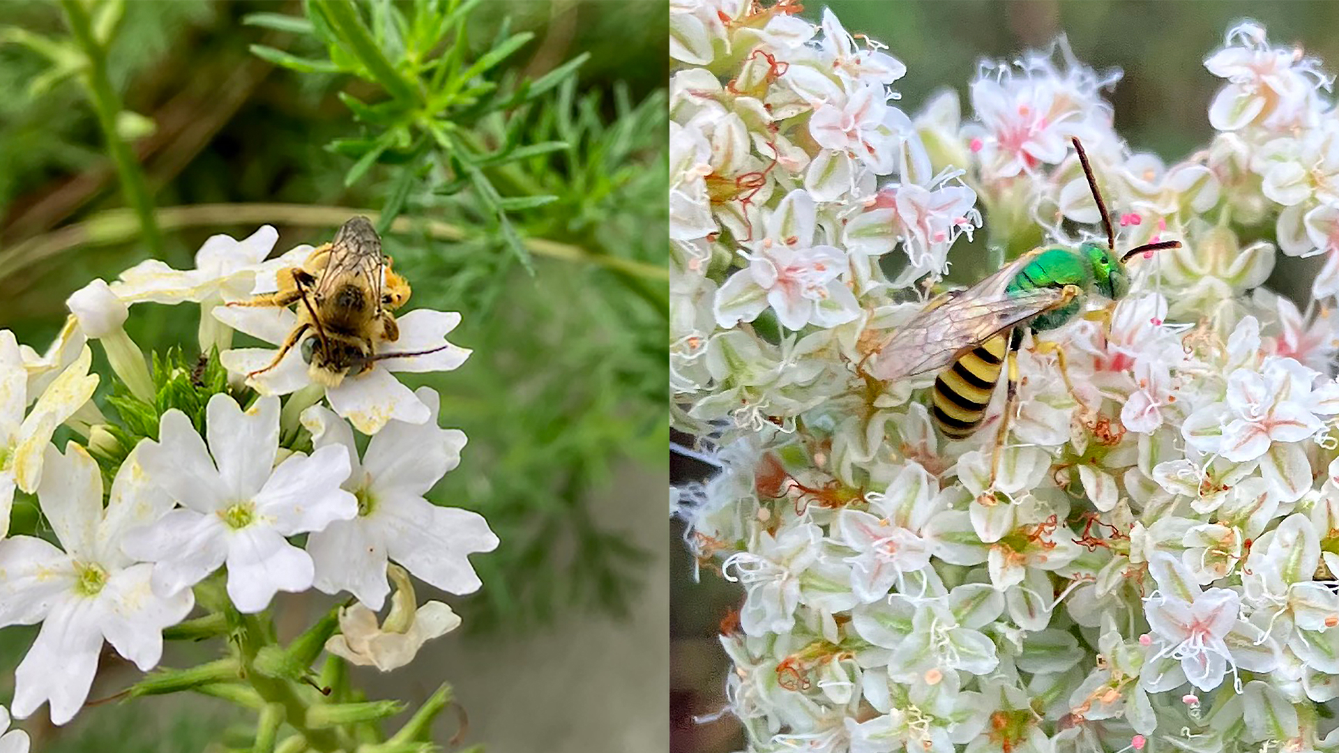 On the left is a bee on white flowers, and on the right is a bee with a green head on white and pink flowers.