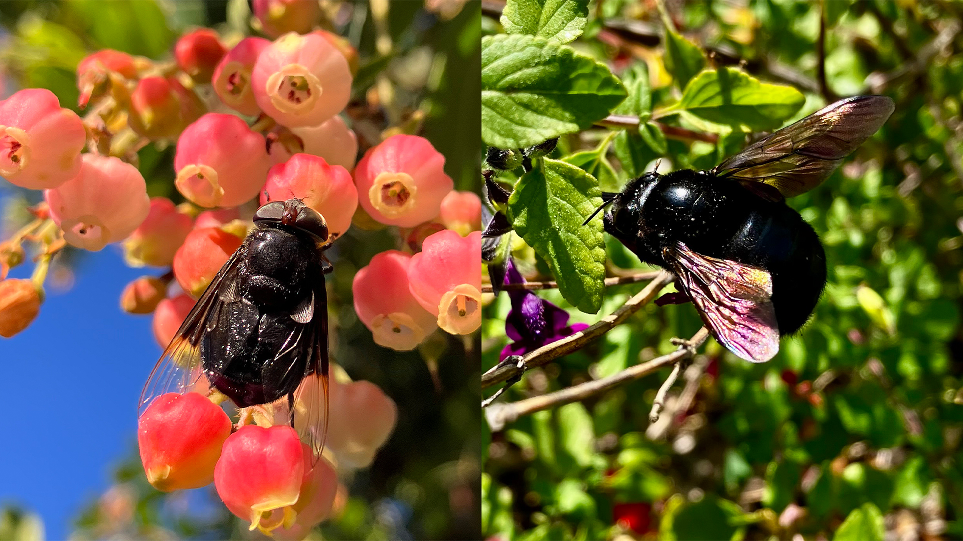 On the left is a large black fly on pink flowers, and on the right is a large black bee on a woody stem.