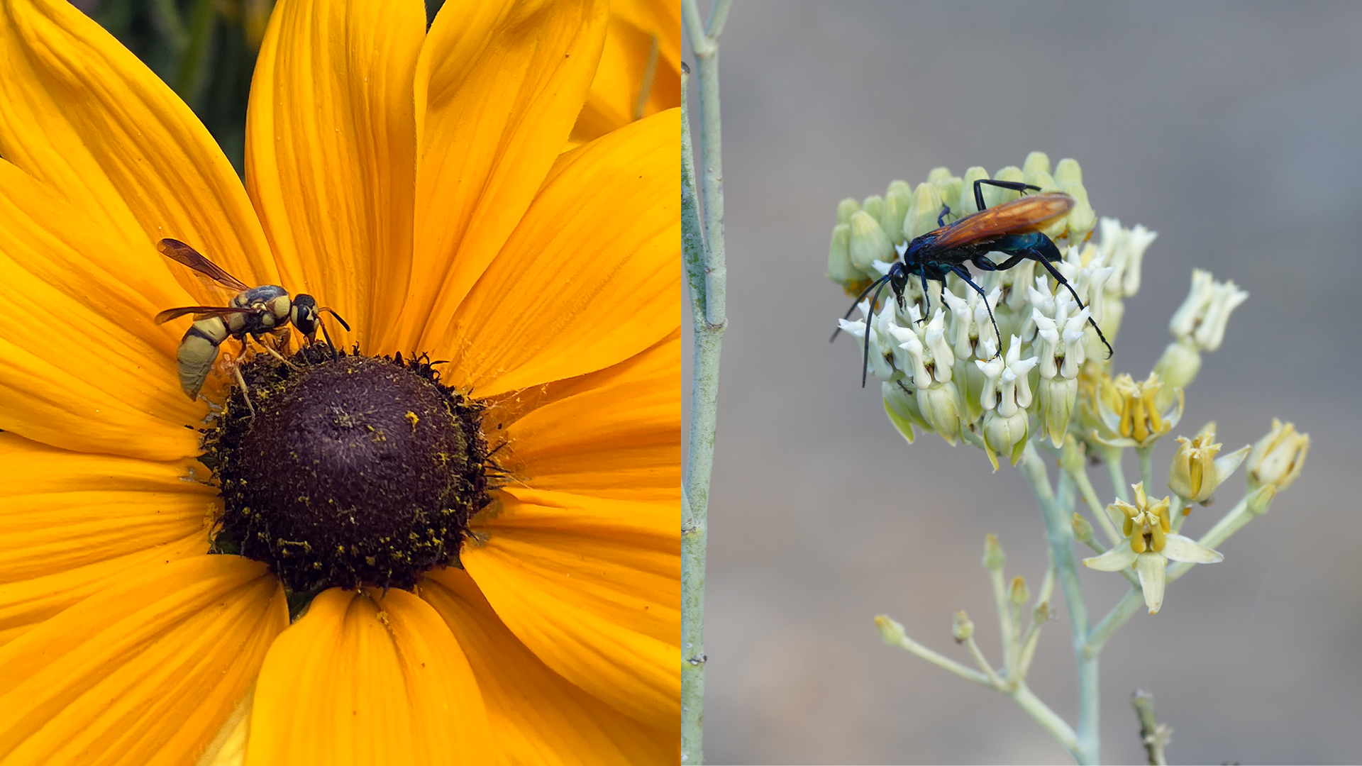 On the left is a wasp on a yellow flower, and on the right is a wasp on a white flower.