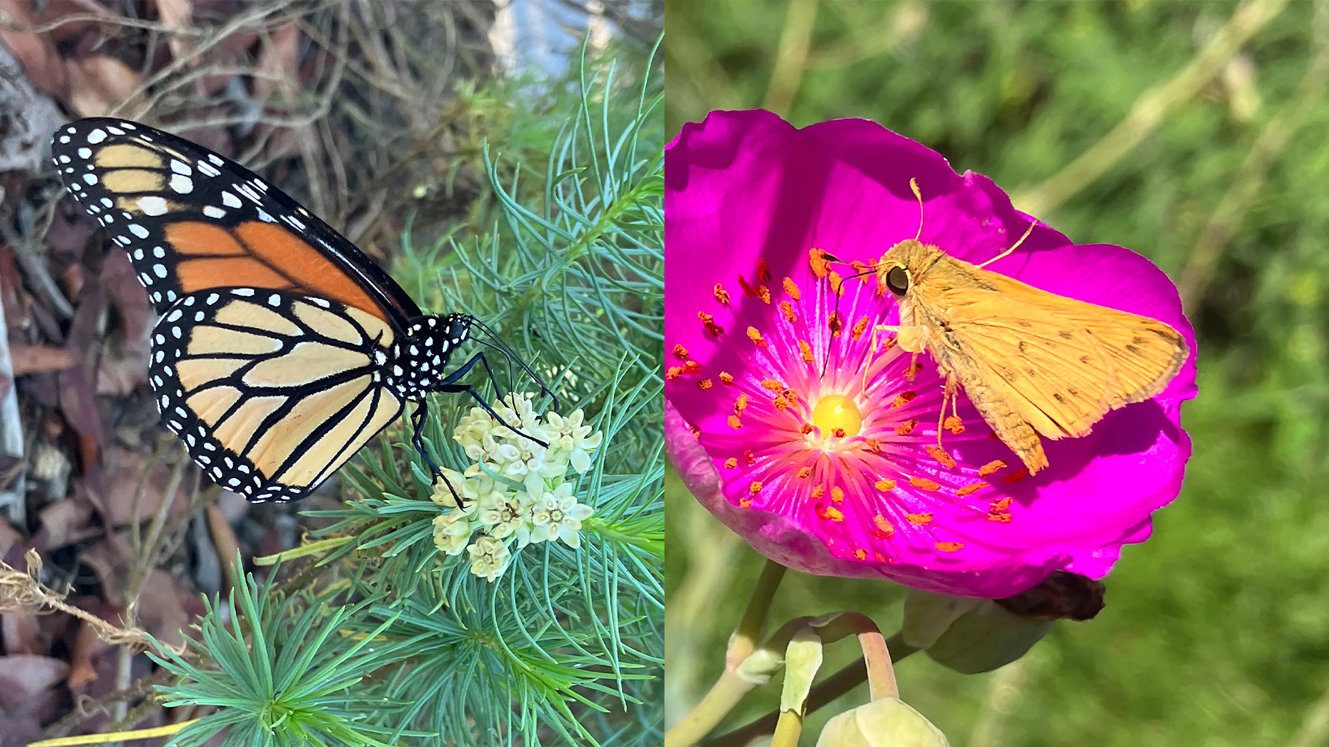 On left is an orange and black butterfly, and on the right is a yellow butterfly on a pink flower.