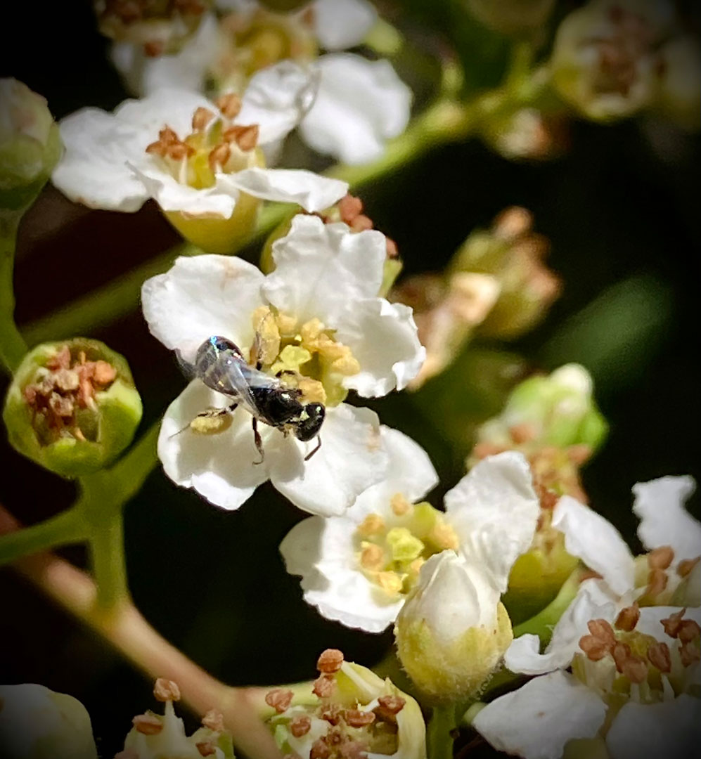 A small black bee on a yellow and white flower.