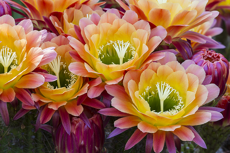 A cluster of multicolored flowers with petals that are green in the center, then yellow, pink, and magenta.