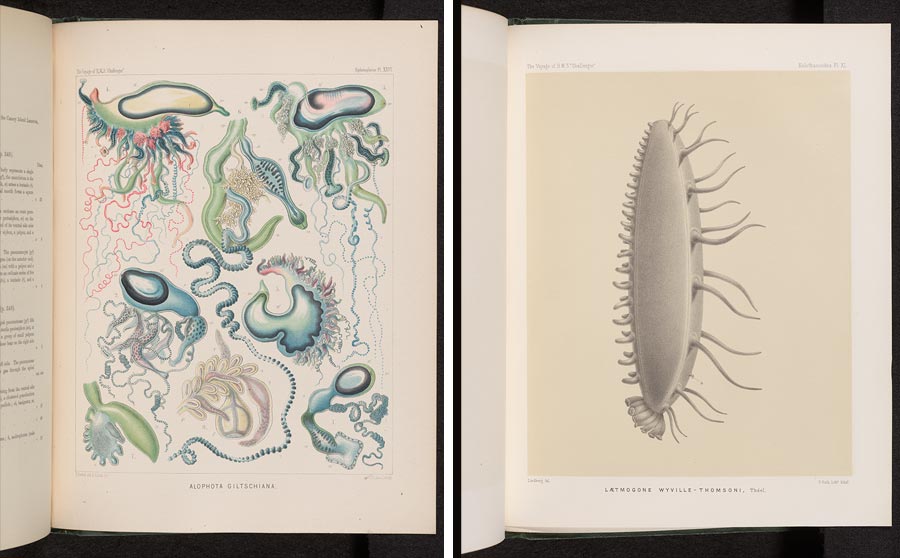 Side-by-side illustrations of a deep-sea jellyfish (left) and a sea cucumber.