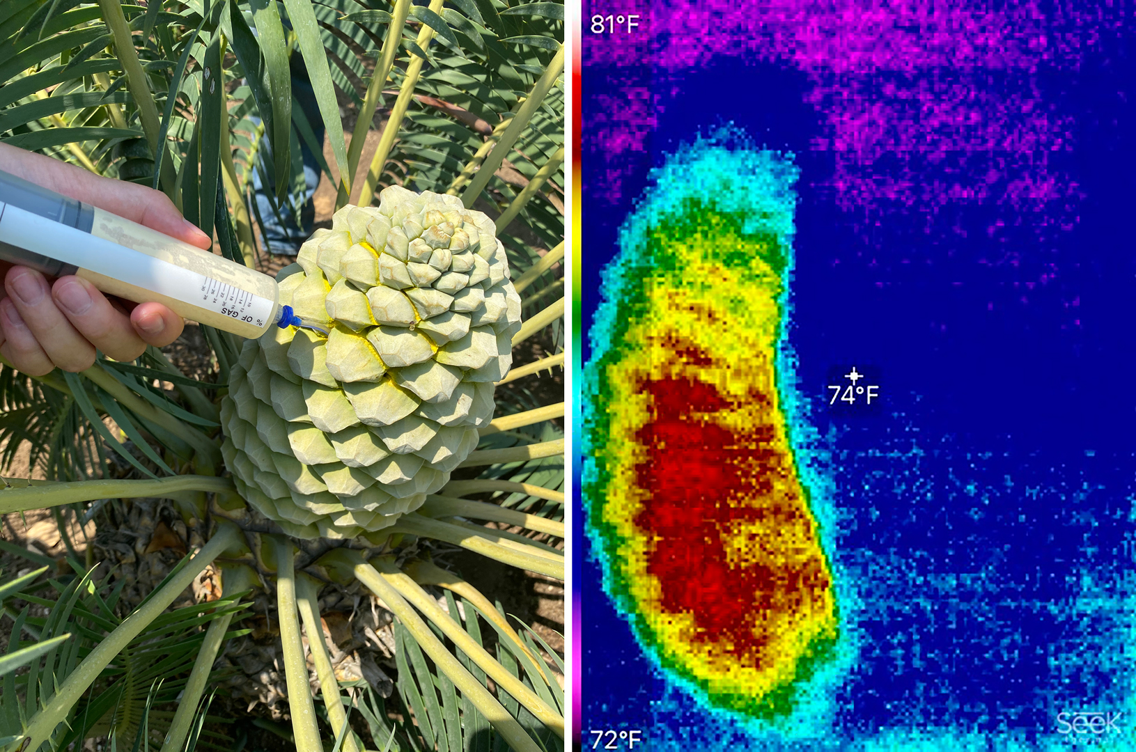 A cycad cone is pollinated with a syringe (left), and an infrared image of a cycad cone (right) after pollen is released.