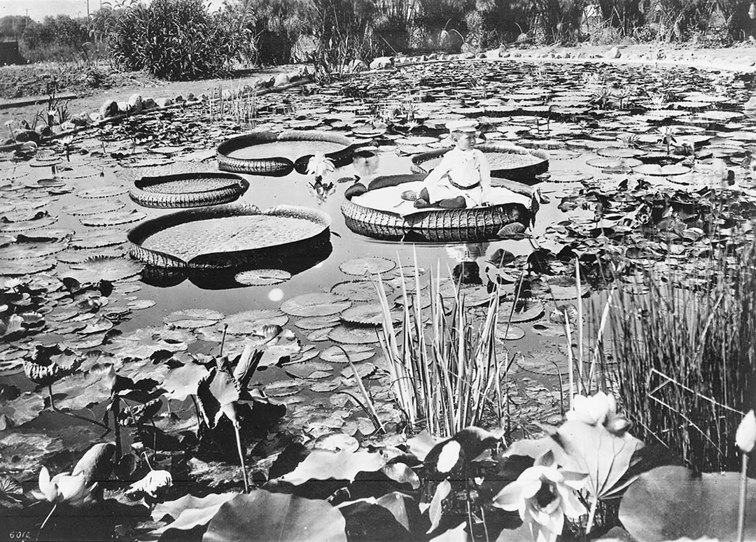 A black-and-white image of a boy riding on a Victoria cruziana water lily pad in the middle of a pond.