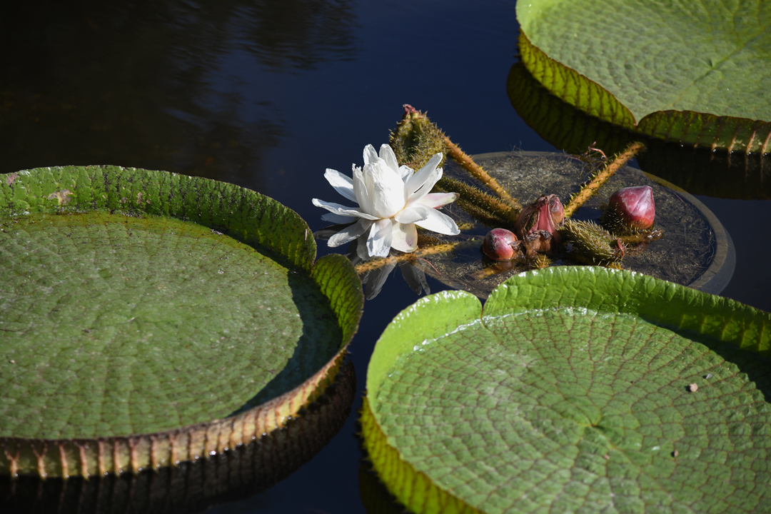 A large white lily flower near green leaves in water.