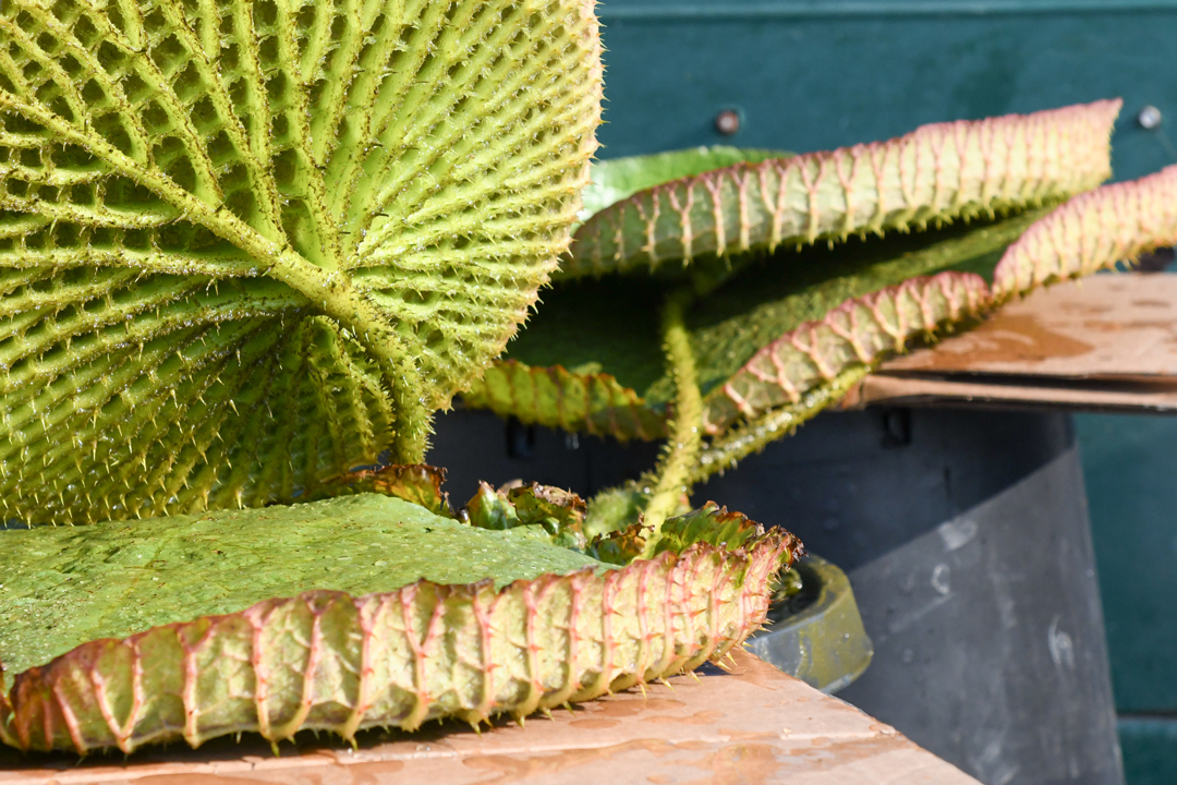 A close-up view of the underside of a large circular leaf with a system of veins.