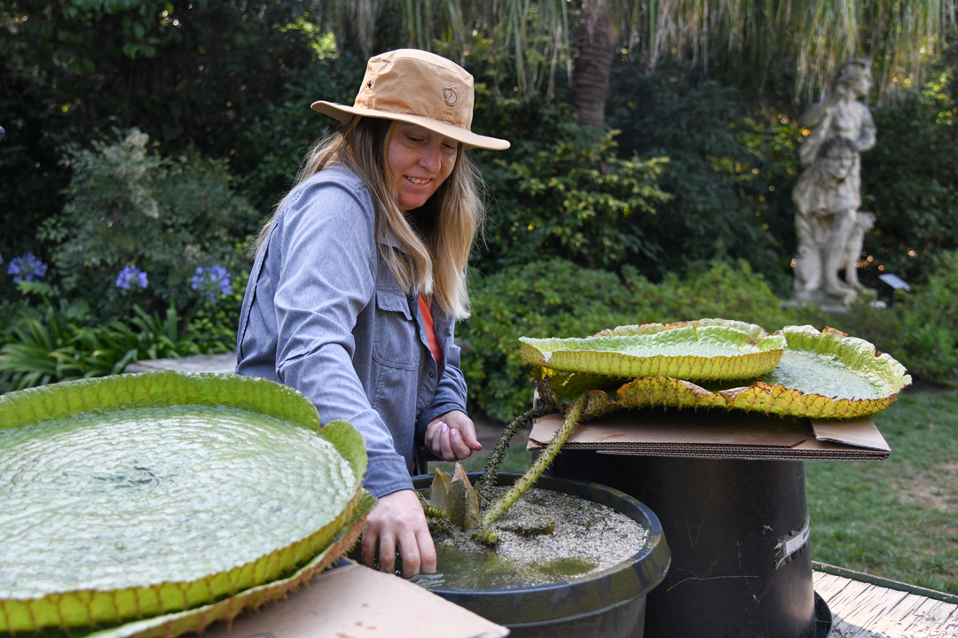 A person in a blue shirt and hat stands in a garden near a black pot with a plant that has large, flat circular leaves.