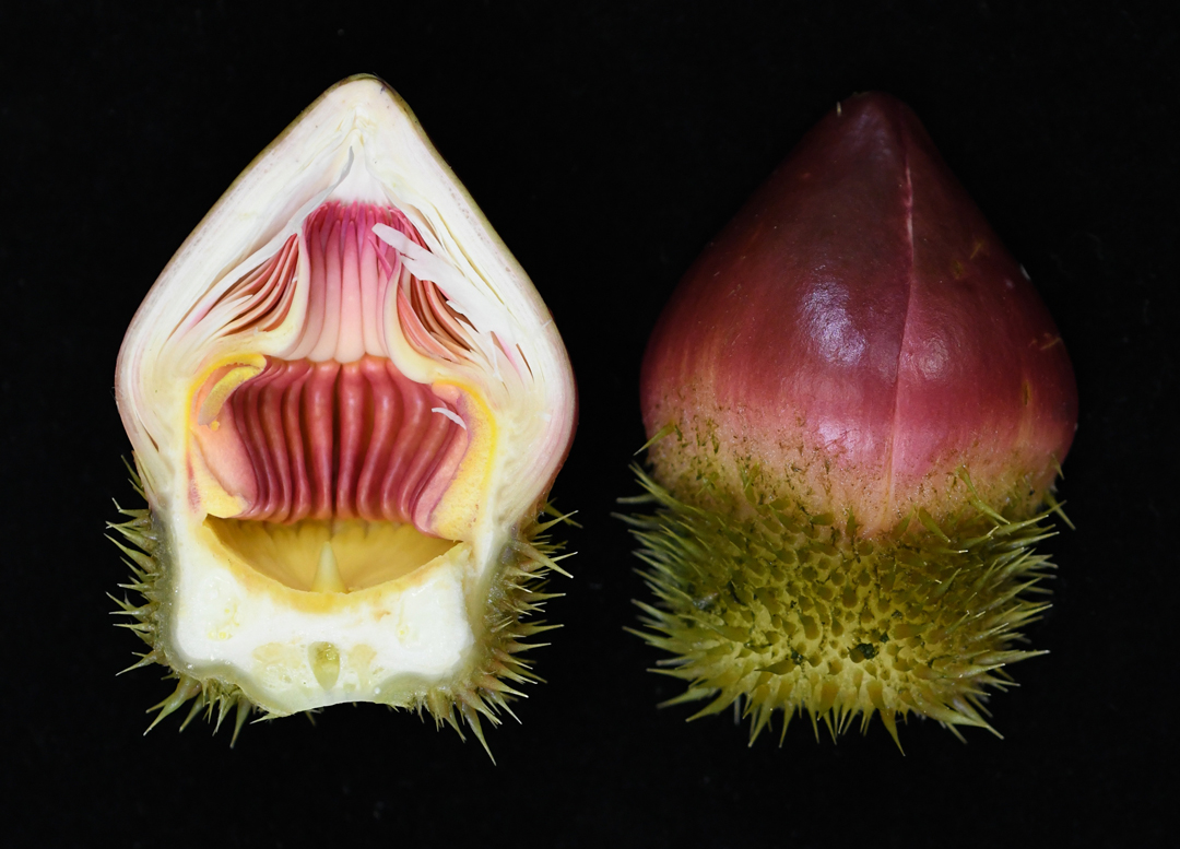 The giant water lily’s flower bud is bisected, showing a red outer shell, white meat, and a green base.