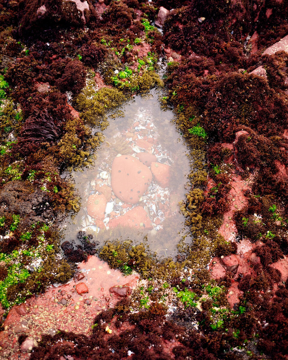 A pool of water surrounded by red and green algae.