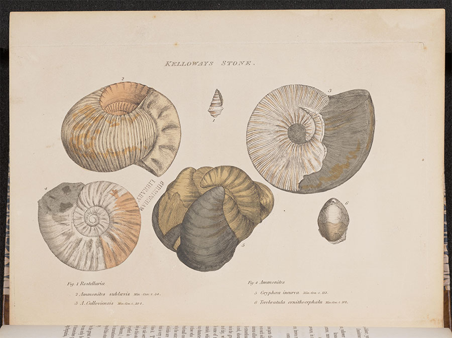 A book opened to color sketches of fossilized rocks.