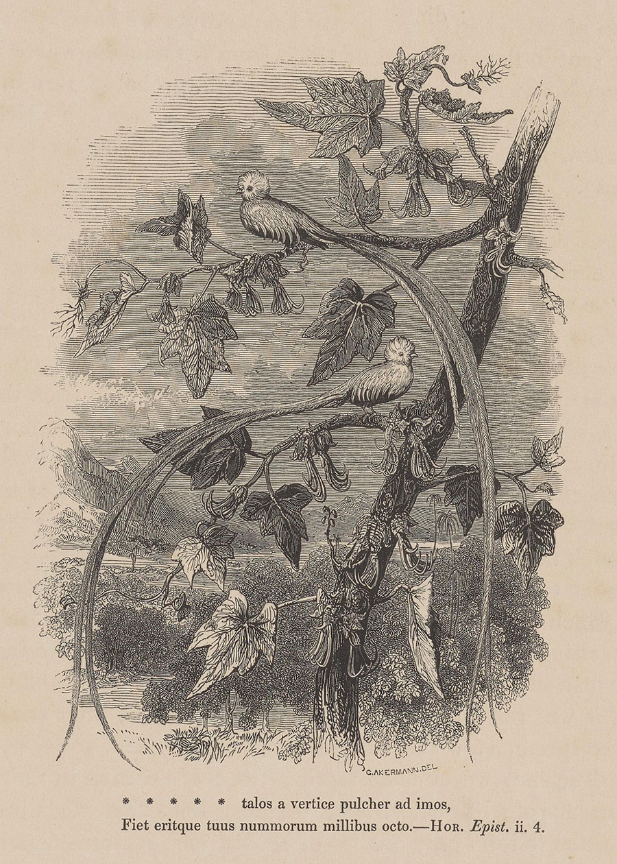 A black-and-white drawing of birds in a tree.