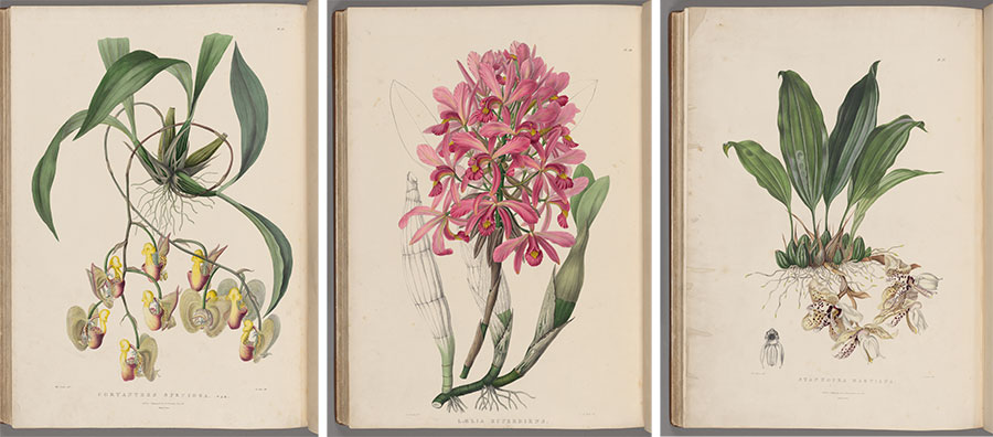 Three side-by-side images of various orchids.