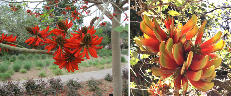 Side-by-side photos of blooming plants in oranges and yellows.