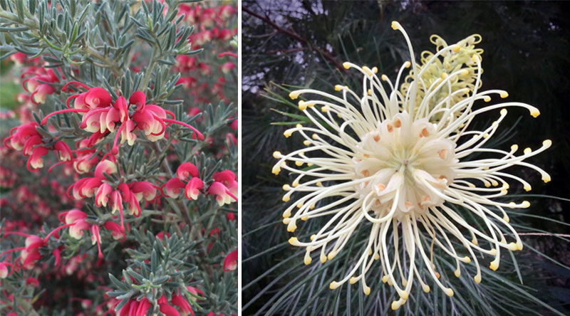 A photo of red and pink flowers (left) and a photo of a white flower with tendrils (right).