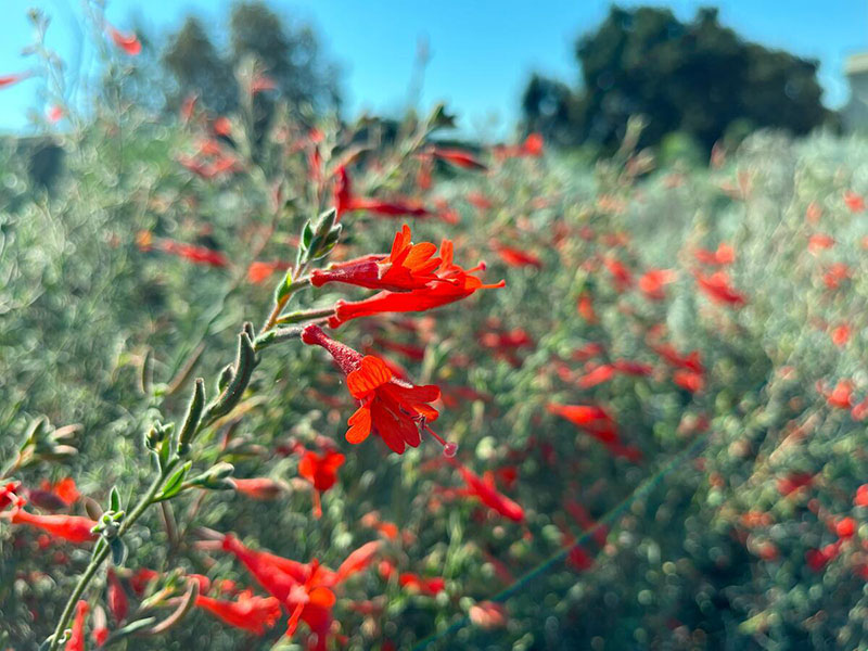 Red-orange flowers in a garden setting.