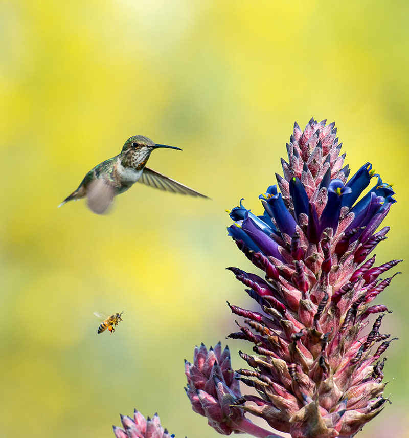 A hummingbird and a bee approach a plant.