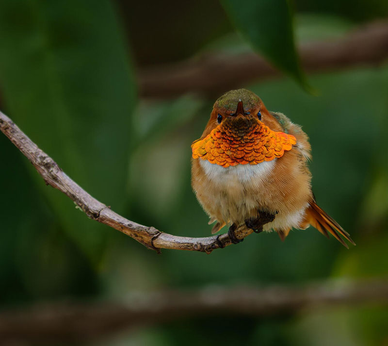 A hummingbird sits on a small branch.