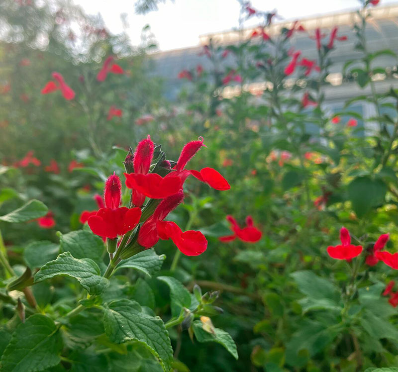 Red-orange blooms in a garden.