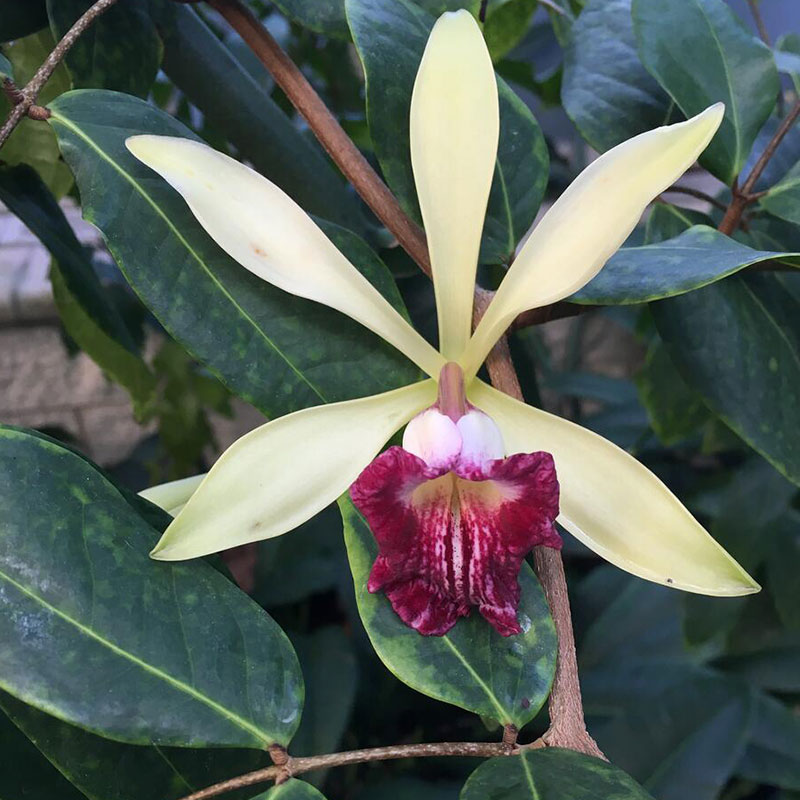 A vanilla plant with yellow petals and a red flower.