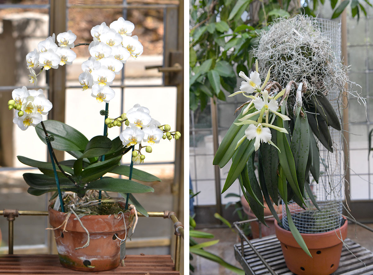 Side-by-side photos of two orchid plants in pots.