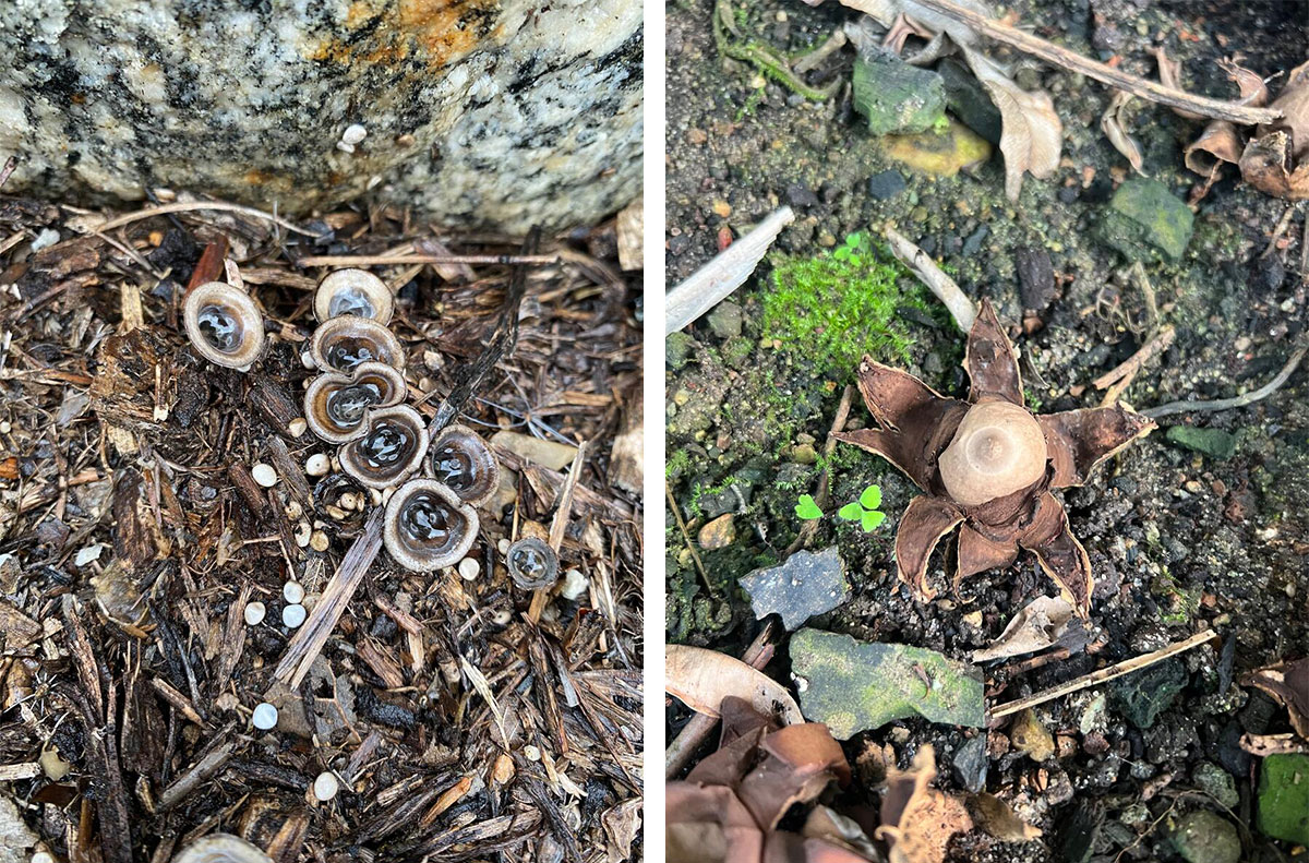 Two photographs of mushrooms growing out of dirt.