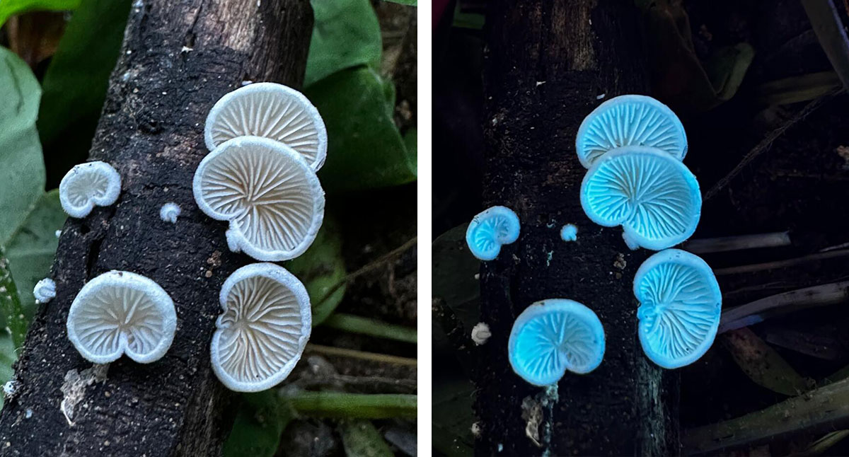 White mushrooms on the side of a tree (left), and the same image viewed with ultraviolet light (right).