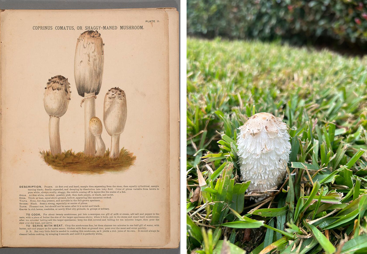 A drawing of mushrooms in a book (left), and a mushroom in a field of grass (right).