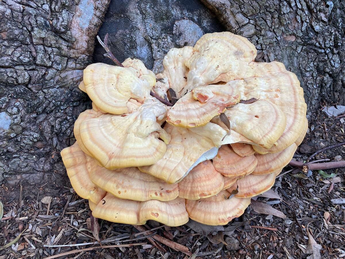 Layers of a flat mushroom grow at the base of a tree.