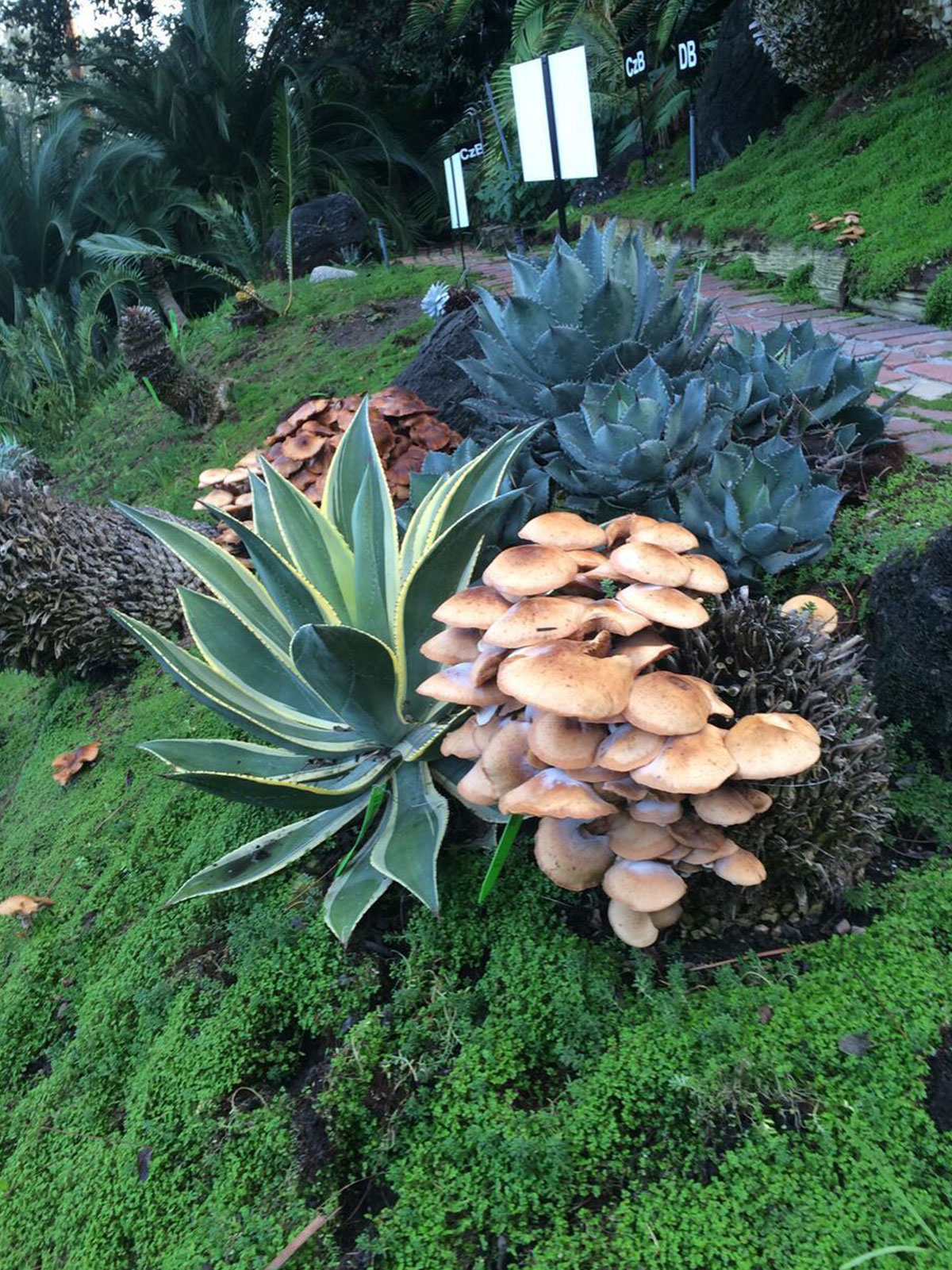 Mushrooms grow on plants in a garden.