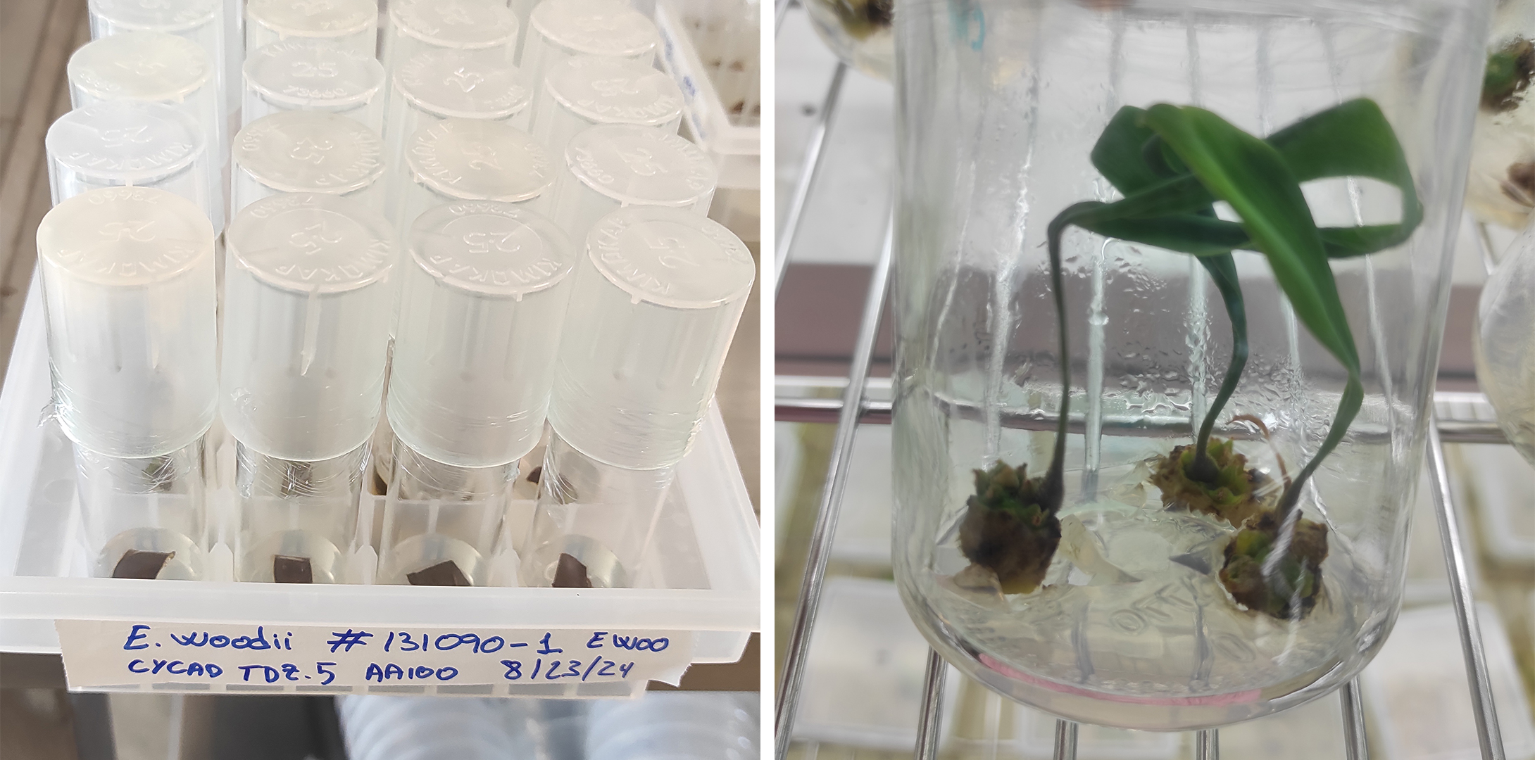 A group of clear test tubes with brown seeds (left) and a close-up of sprouted seeds in a clear container.