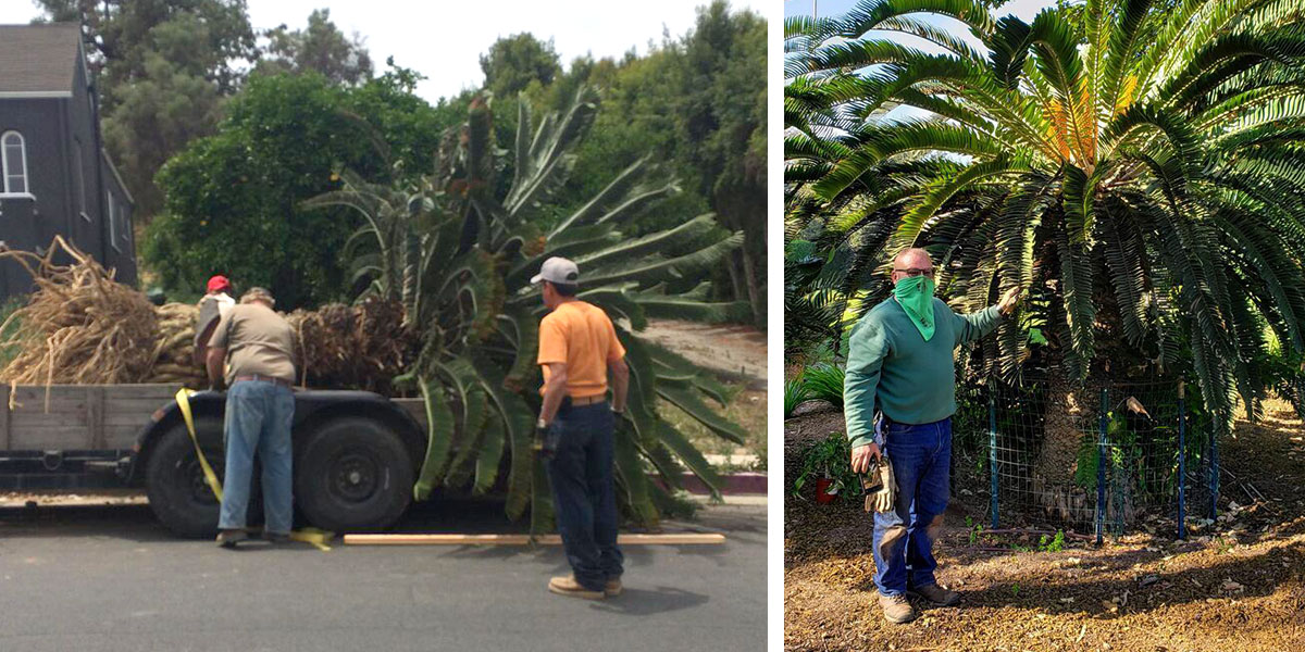 Photos of people unloading a large plant from the back of a trailer (left) and a person standing next to a plant.