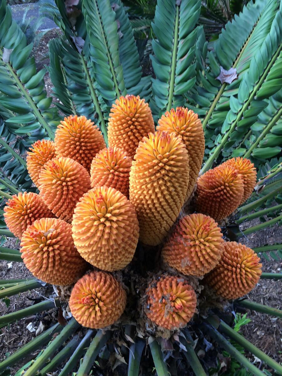 A bouquet of orange cones sits among the green leaves of a large plant.