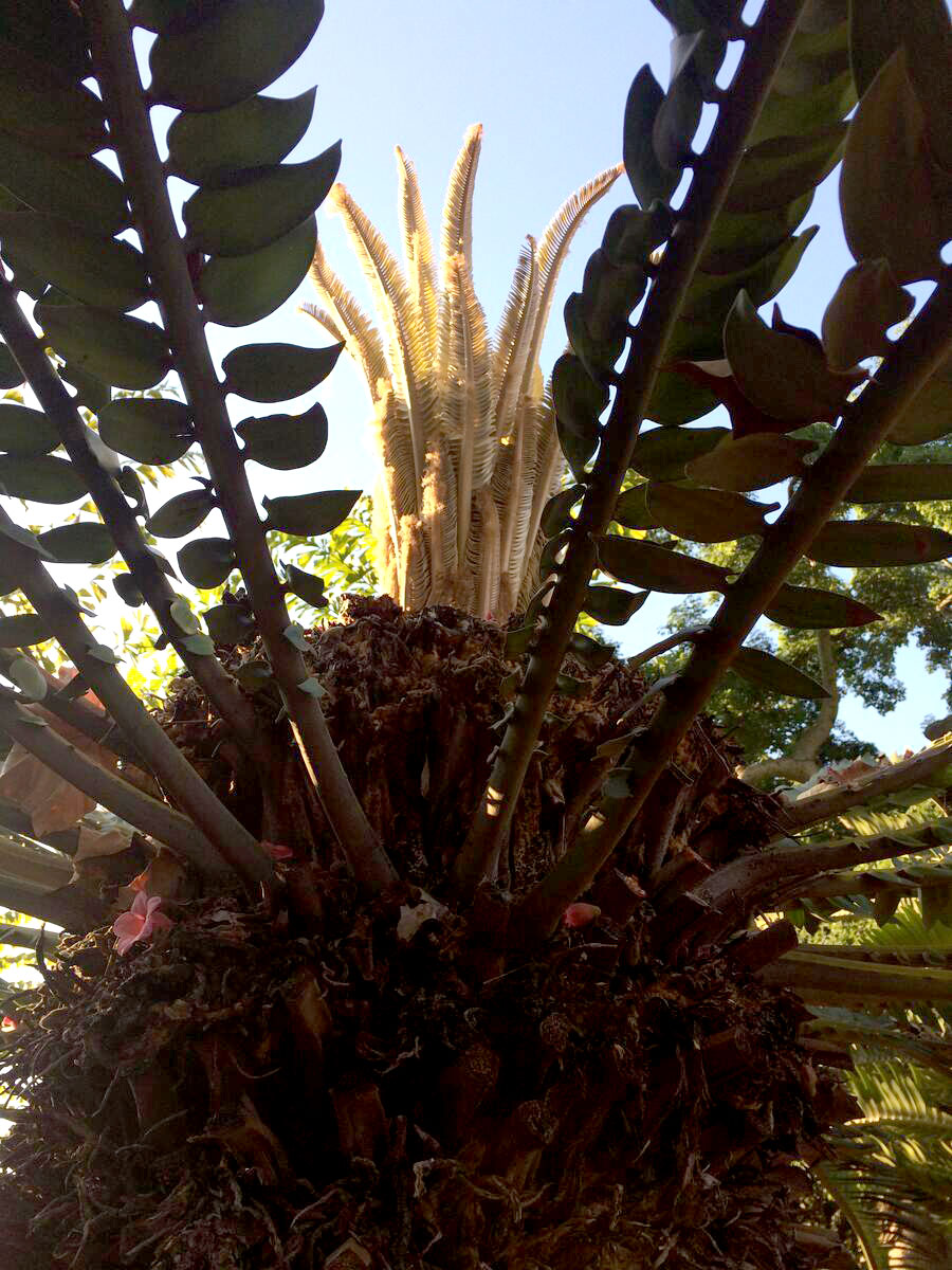 View of a cycad from below, with dark fronds framing fuzzy tan-colored leaves.