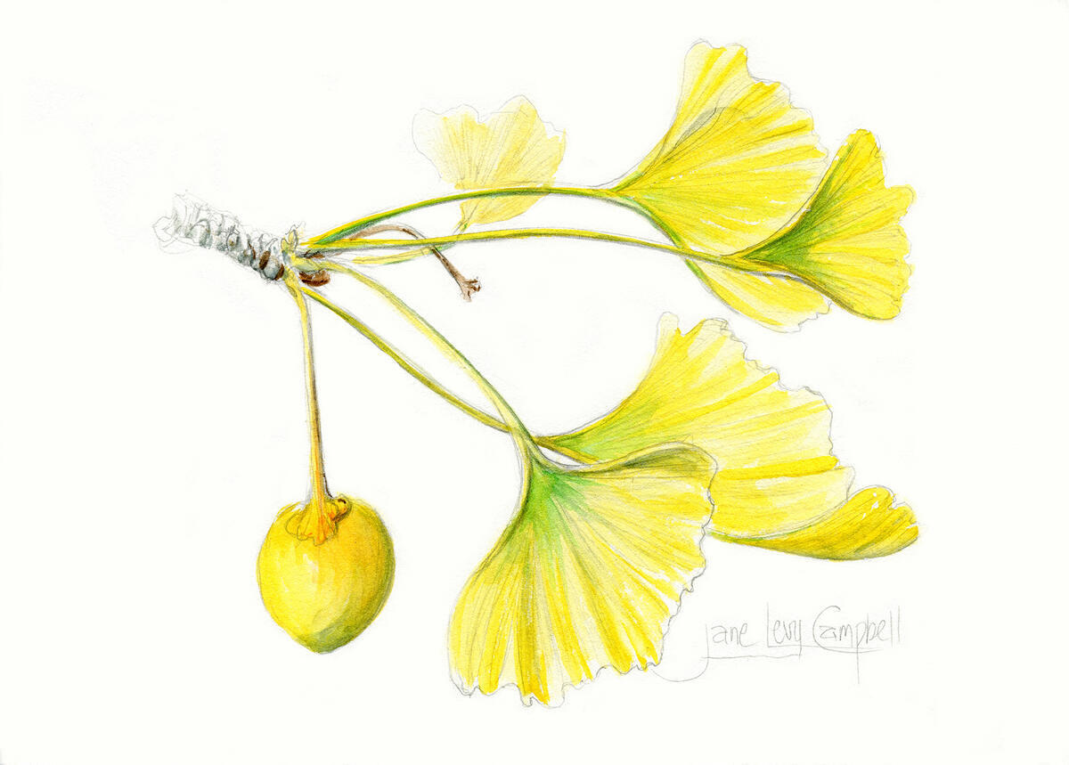 Drawing of a Ginkgo biloba with yellow leaves.